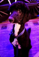 Atlai Torres - Poodle Standard Stud