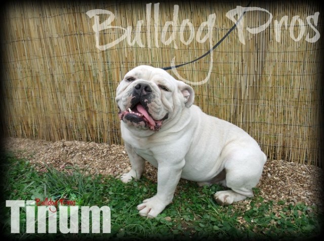Dog Training Boarding Missouri Dog Training Boarding Missouri