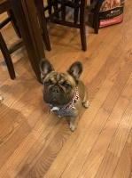 Taylor - French Bulldog Stud