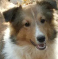 Sandys Shelties Shetland Sheepdog breeder