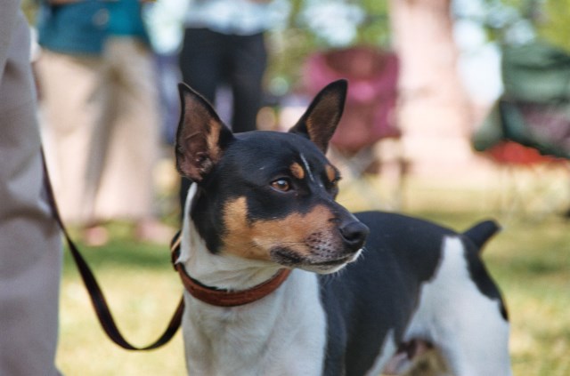 Wild Oak Rat Terriers