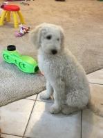 Brittney Herrera - Goldendoodle Stud