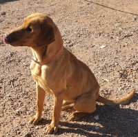 DT Labs - Labrador Retriever Stud