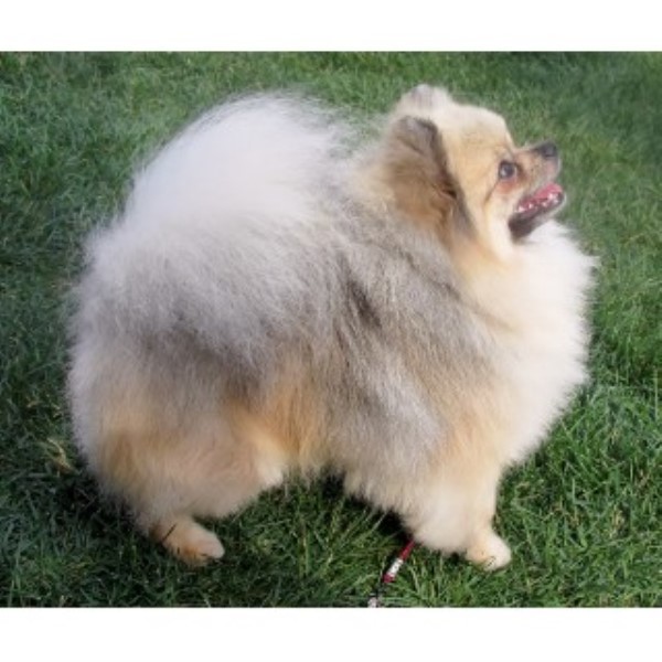 Pomeranian Breeder 22019