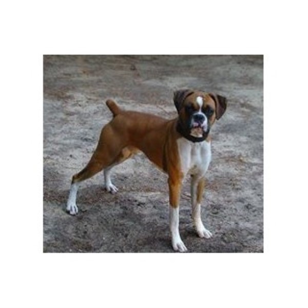 boxer breeders near me boxer breeders near me