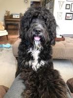 Nicole - Bernese Mountain Dog Stud