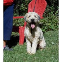 Stagecoach Wheatens Soft Coated Wheaten Terrier breeder