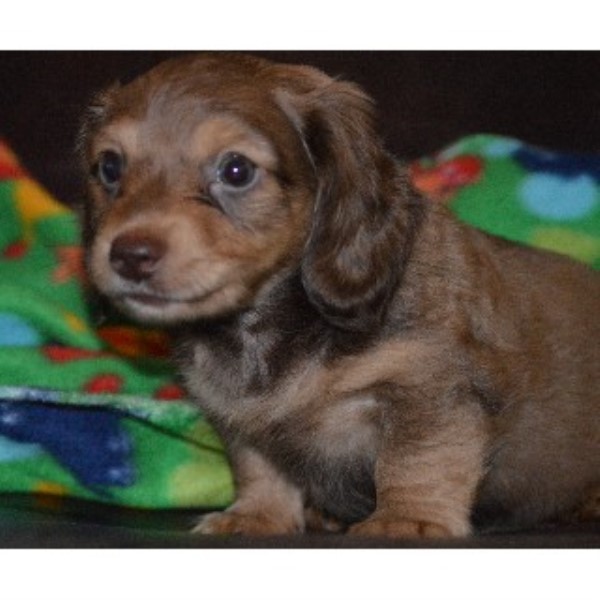 Desi's Mini Doxies, Dachshund Breeder in Menifee, California
