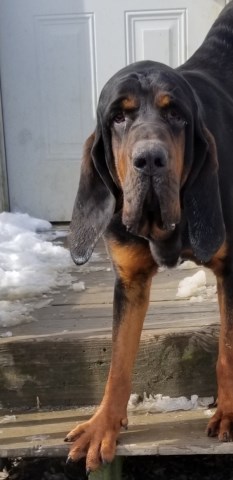 Bloodhound Stud 27917