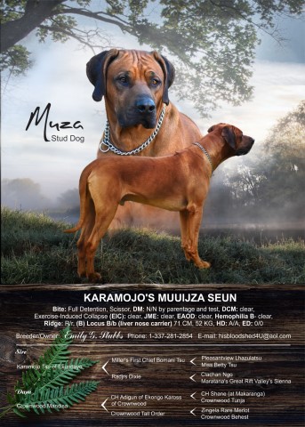 Karamojo Rhodesian Ridgebacks