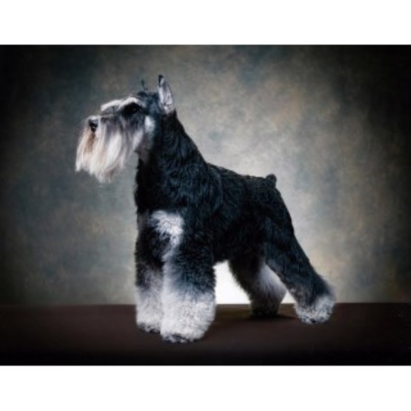 REBERSTEIN'S MINIATURE SCHNAUZERS