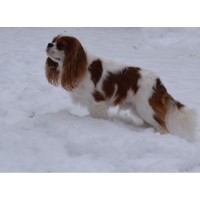Running Horse Farm Cavalier King Charles Spaniel breeder