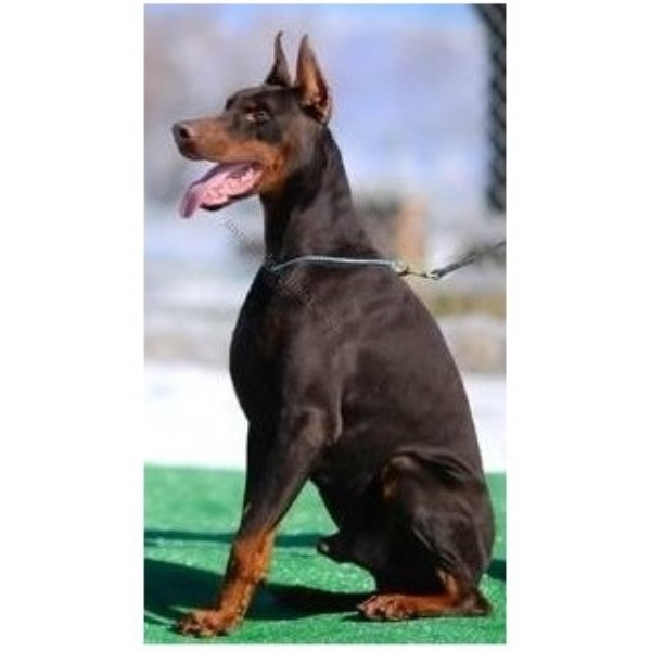 Von Madoc Dobermans