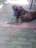 Rebecca & Ronald Walker - Boxer Breeder Boxer breeder