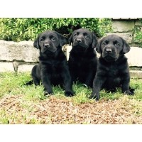 Ranly Farms Labrador Retriever for breeder
