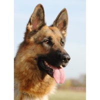 South Florida Shepherds German Shepherd Dog breeder
