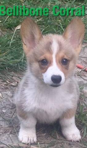 thewoodenfactorydesigns: Corgi Rescue Indiana