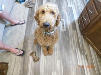 Patricia Gregson - Poodle Standard Stud