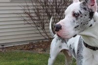 Grace Hughart - Great Dane Stud