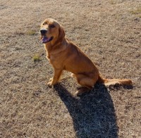 Bailey Glasstetter - Golden Retriever Stud