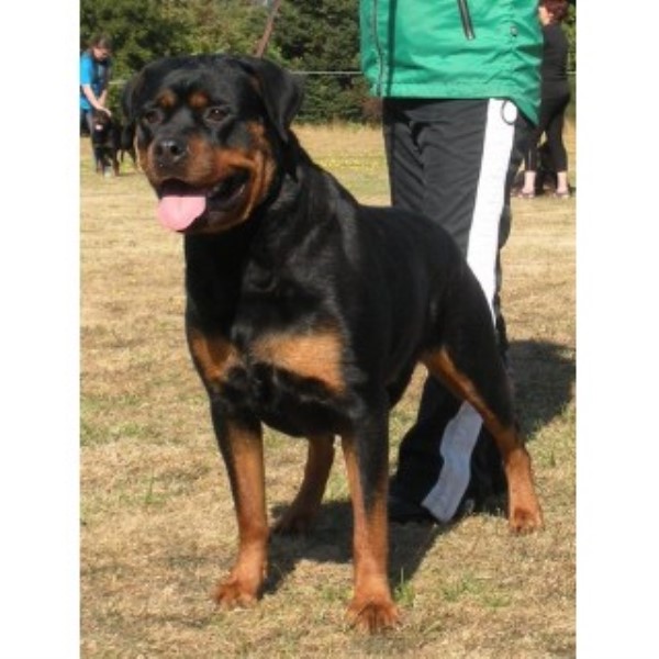 columbia rottweilers regenesis rottweilers registered rottweiler breeder in vancouver columbia columbia rottweilers regenesis rottweilers registered rottweiler breeder in vancouver columbia