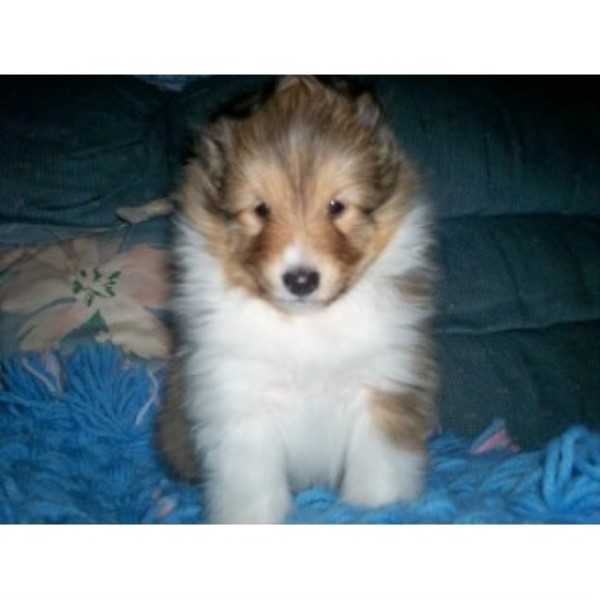 Shetland Sheepdog Breeder 24965