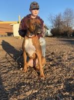 Paige Roach - Boxer Stud