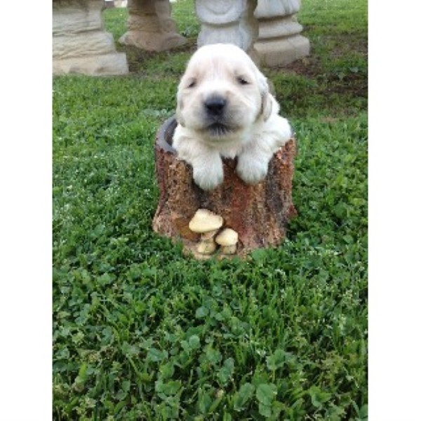 golden retriever breeders in ga cole s goldens golden retriever breeder in cartersville golden retriever breeders in ga cole s goldens golden retriever breeder in cartersville