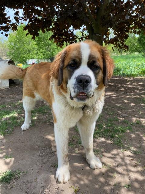 Saint Bernard Stud 31183