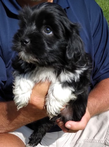 Havanese Breeder 31417