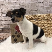 Rat terrier puppies - Rat Terrier Breeder Rat Terrier breeder