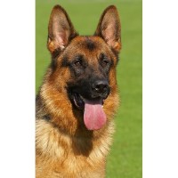 Regal Puppies German Shepherd Dog breeder