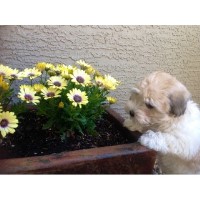 Cotons of Whispering Lane West Coton De Tulear breeder