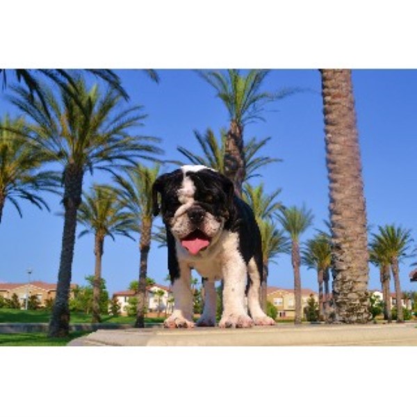 pugs for sale inland empire inland empire bulldogs bulldog stud in fontana california pugs for sale inland empire inland empire bulldogs bulldog stud in fontana california