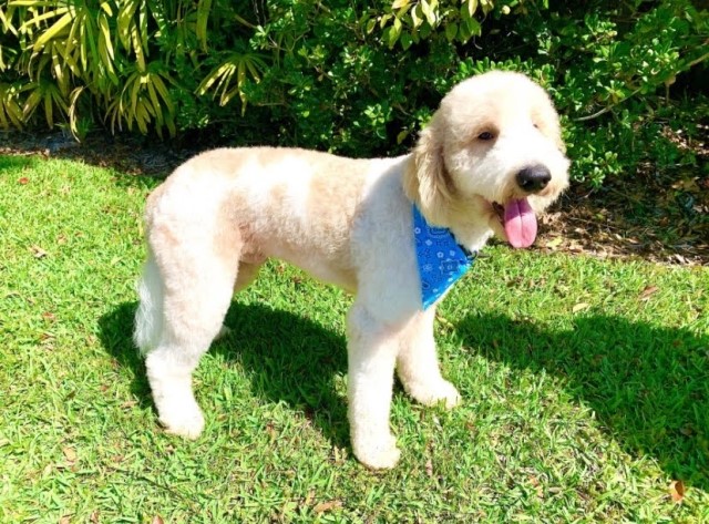 Goldendoodle Stud 29332