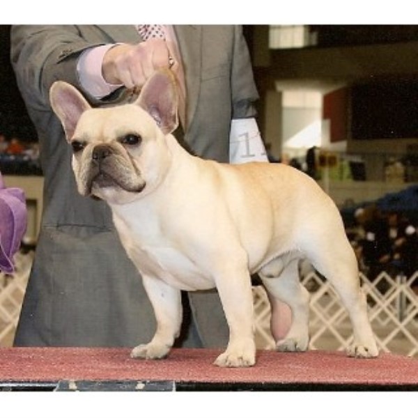 Must Be Frenchies, French Bulldog Breeder in West Plains