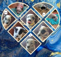 Hilltop Heelers Australian Cattle Dog breeder