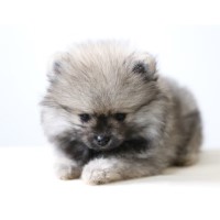 Karakoussi's Pomeranians Pomeranian breeder