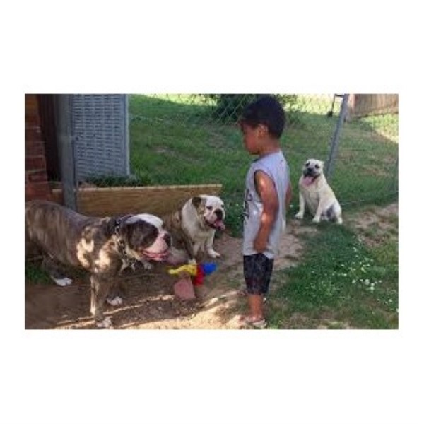 English Bulldog Breeder 24982