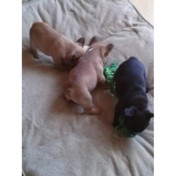 French Bulldog Breeder 25065