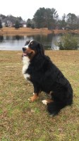 Erin Aler - Bernese Mountain Dog Stud