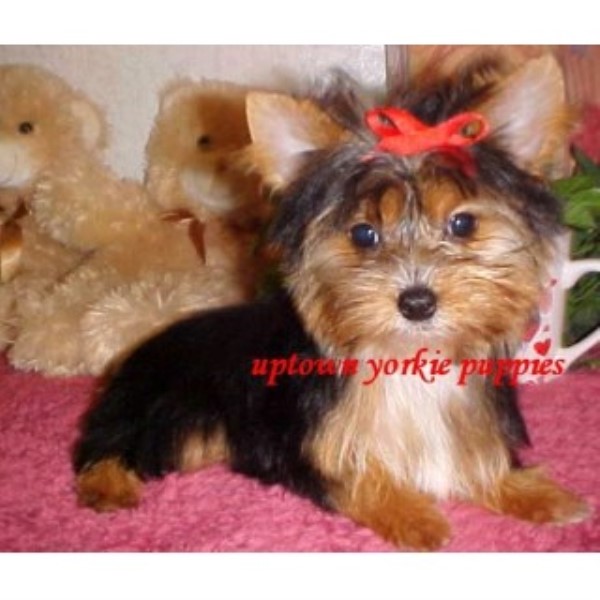 Yorkshire Terrier Breeder 22578