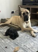 Alexa Gough - Mastiff Stud