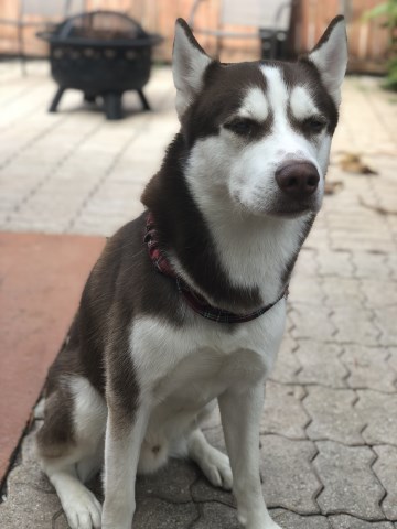 Siberian Husky Stud 26581