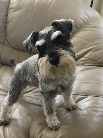 Miniature Schnauzer Stud 25108