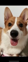 Gigi - Pembroke Welsh Corgi Stud