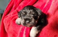 Miniature Schnauzer thumbnail