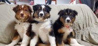 Hart of aussies Australian Shepherd Dog breeder