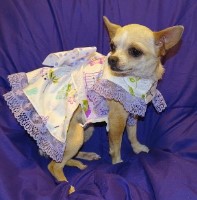 Paws-N-Claws Chihuahua breeder