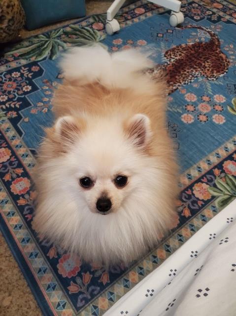 Pomeranian Stud 31614